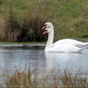 Photo de Cygne