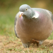 Fond d'cran avec photo de Pigeon - ramier