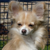 Fond d'cran avec photo de Chihuahua  poil court