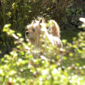Photo de Cairn terrier