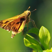 Fond d'cran avec photo de Papillon - la sylvaine