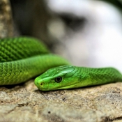 Fond d'cran avec photo de Serpent