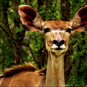 Fond d'cran avec photo d'Antilope