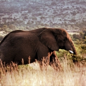 Fond d'cran avec photo d'Elphant d'afrique