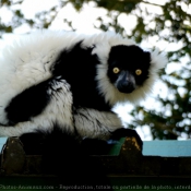 Photo de Lmurien - maki vari noir et blanc