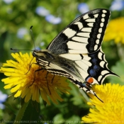 Fond d'cran avec photo de Papillon - machaon