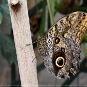 Fond d'cran avec photo de Papillon - hibou