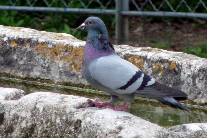 Photo de Pigeon - biset