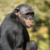 Fond d'cran avec photo de Singe - chimpanz