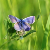 Fond d'cran avec photo de Papillon - l'azur du gent