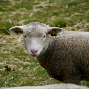 Fond d'cran avec photo de Mouton
