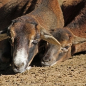 Fond d'cran avec photo de Mouflon