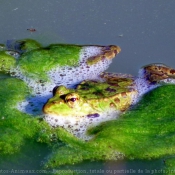 Fond d'cran avec photo de Grenouille verte commune