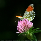 Fond d'cran avec photo de Papillon - l'aurore