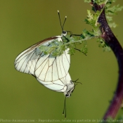 Fond d'cran avec photo de Papillon - le gaz