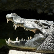 Fond d'écran avec photo de Crocodile