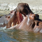 Fond d'cran avec photo de Hippopotame