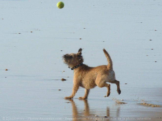 Photo de Border terrier