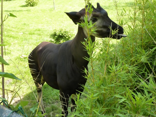 Photo d'Okapi