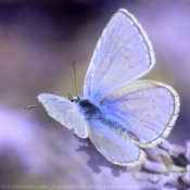 Fond d'cran avec photo de Papillon - l'azur du gent