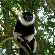 Photo de Lémurien - maki vari noir et blanc