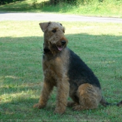 Photo d'Airedale terrier