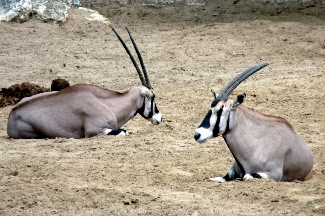 Photo d'Oryx