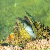 Photo de Poisson - piranha