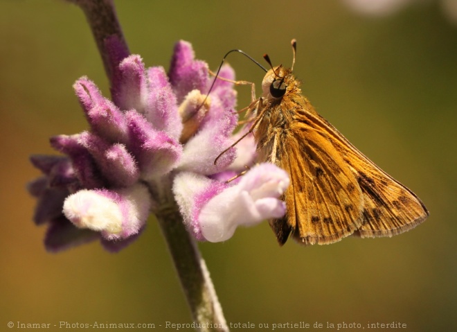 Photo de Papillon - la sylvaine