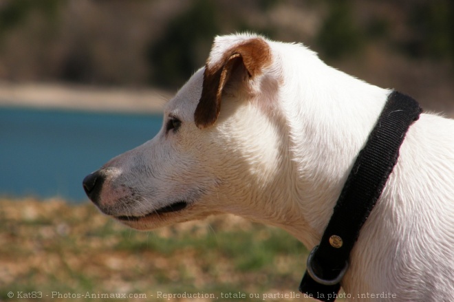 Photo de Parson russell terrier