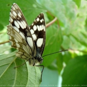 Fond d'cran avec photo de Papillon - demi deuil