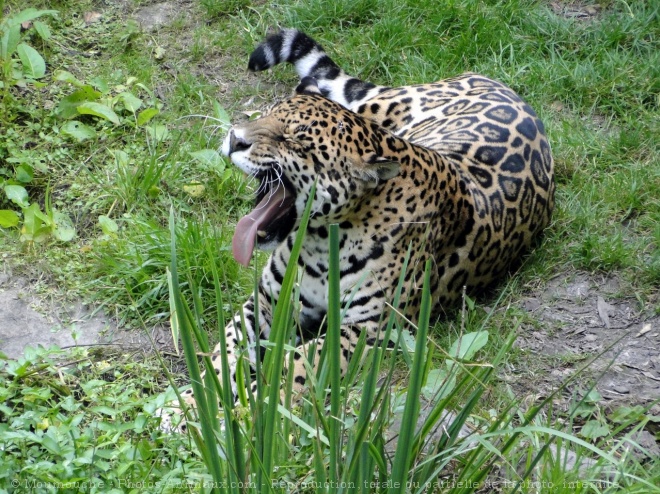 Photo de Jaguar