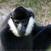 Fond d'cran avec photo de Singe - gibbon