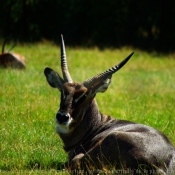 Fond d'cran avec photo d'Oryx
