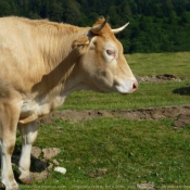 Fond d'cran avec photo de Vache - blonde d'aquitaine