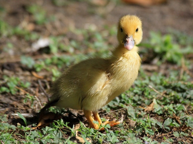 Photo de Canard de barbarie