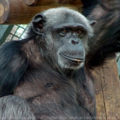 Photo de Singe - chimpanzé