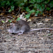 Fond d'cran avec photo de Rat