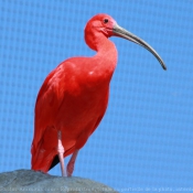 Fond d'cran avec photo d'Ibis rouge