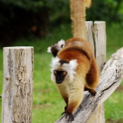 Photo de Lmurien - lmur macaco