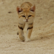 Photo de Chat des sables