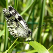 Fond d'cran avec photo de Papillon - demi deuil