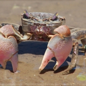 Fond d'cran avec photo de Crabe
