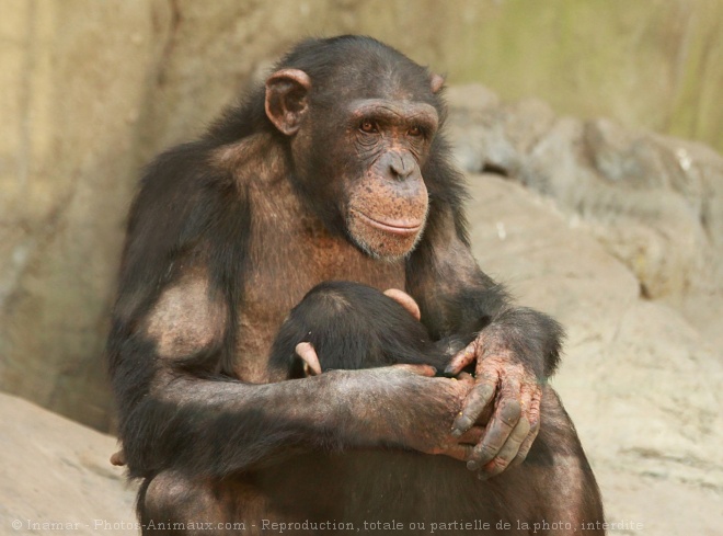 Photo de Singe - chimpanzé