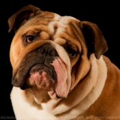 Fond d'cran avec photo de Bulldog