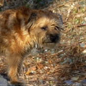Photo de Border terrier