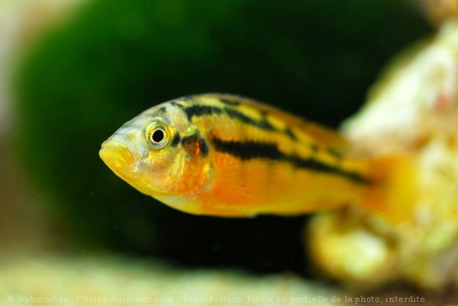 Photo de Cichlid - haplochromis (lac victoria)