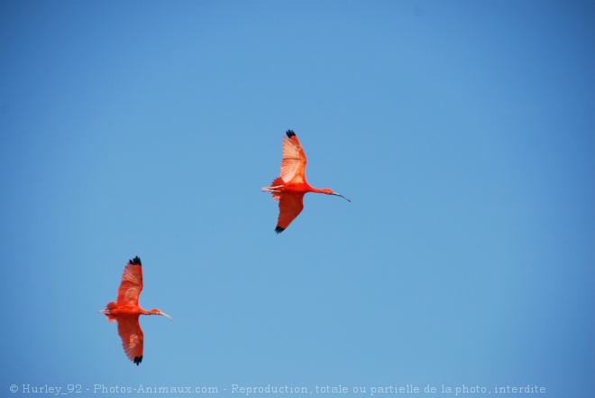 Photo d'Ibis rouge