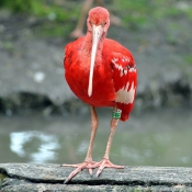 Fond d'cran avec photo d'Ibis rouge