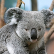 Fond d'cran avec photo de Koala
